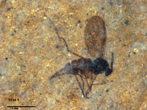 Sciaridae