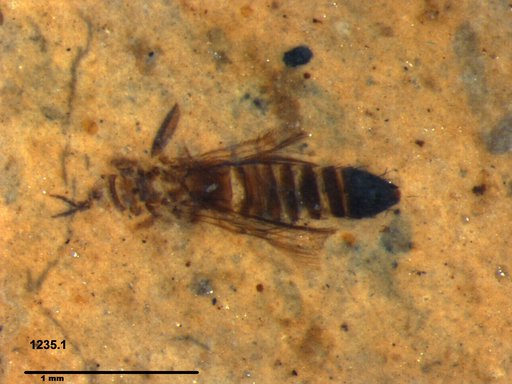 Genus sp