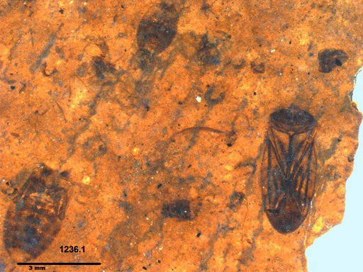 Corixidae