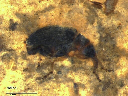 Genus sp