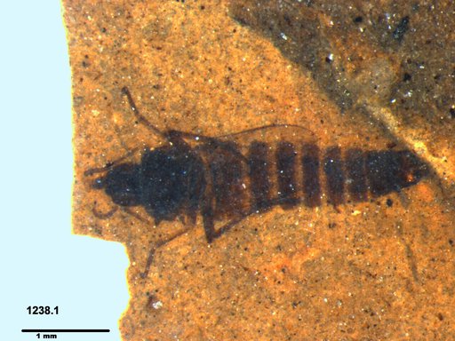 Scenopinidae