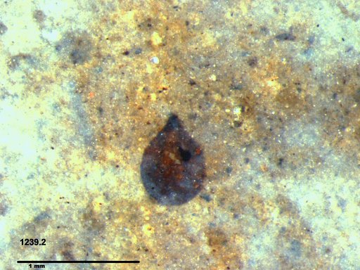 Tracheophyta
