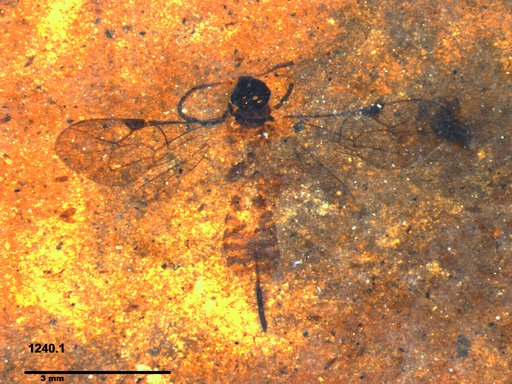 Ichneumonidae