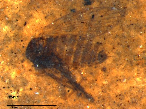 Psychodidae