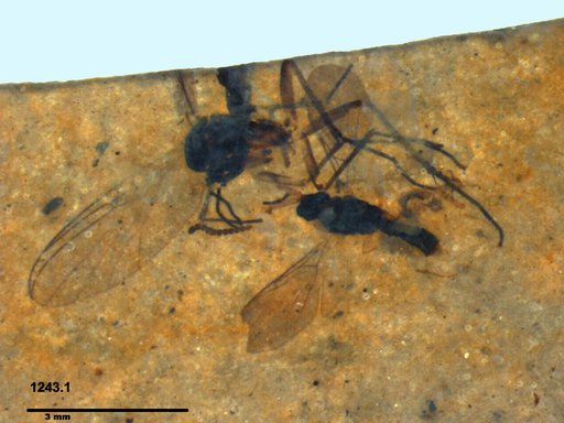 Diapriidae
