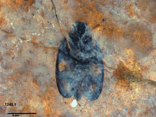Genus sp