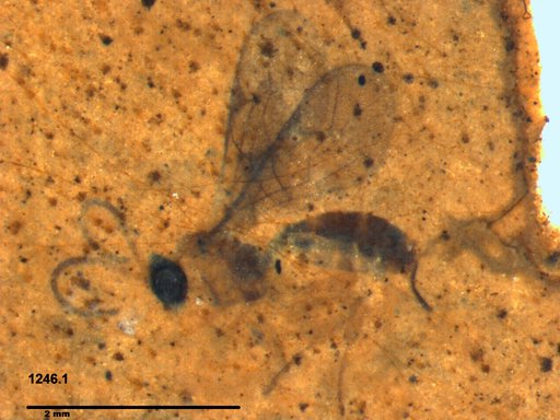 Ichneumonidae