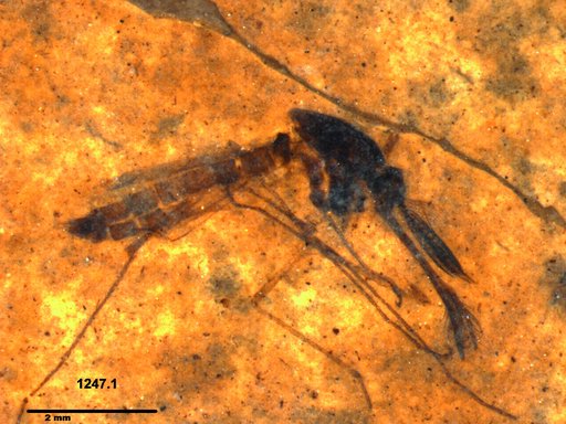 Genus sp