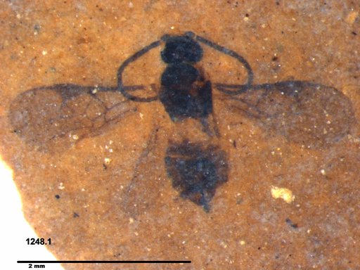 Braconidae