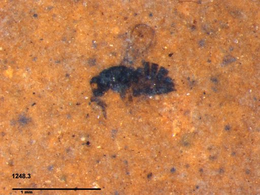 Genus sp