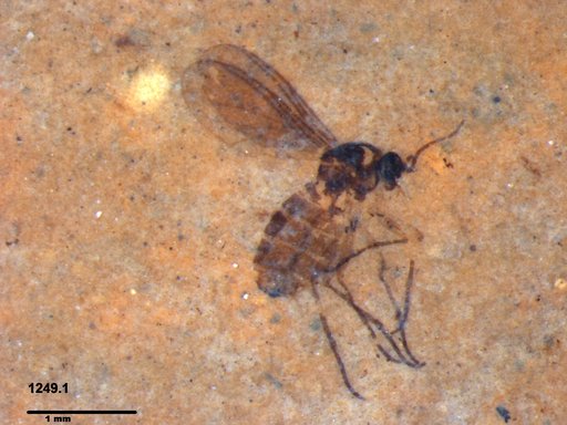 Diptera