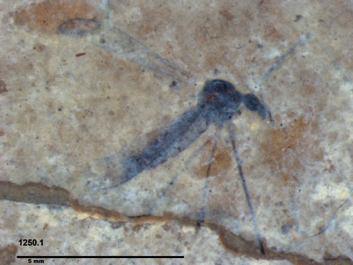 Diptera