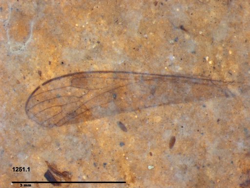 Diptera