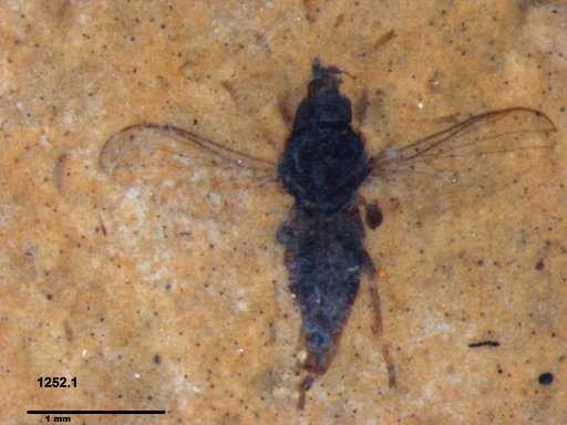 Diptera