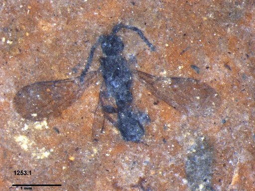 Diapriidae