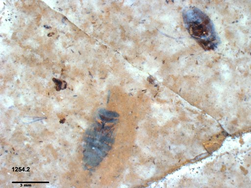 Corixidae