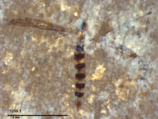 Diptera