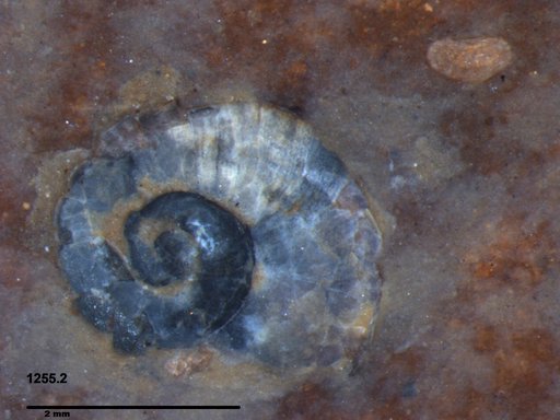 Gastropoda