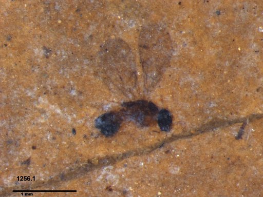 Diapriidae