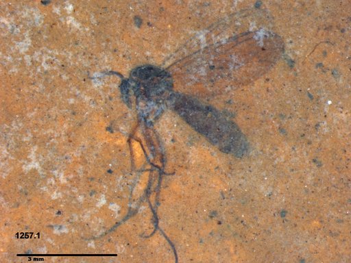 Diptera