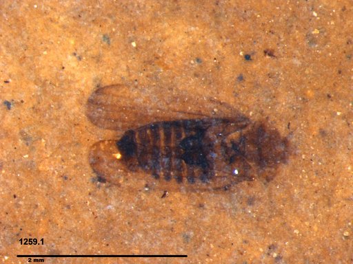 Genus sp
