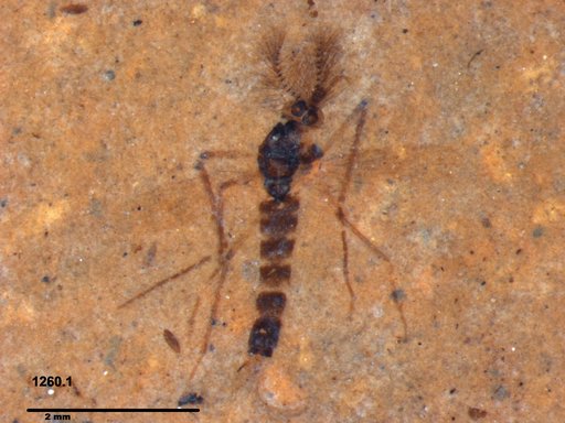 Chaoboridae
