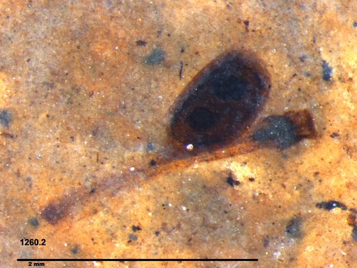 Daphniidae