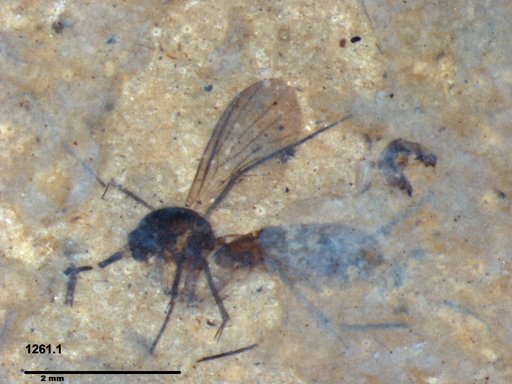 Mycetophilidae