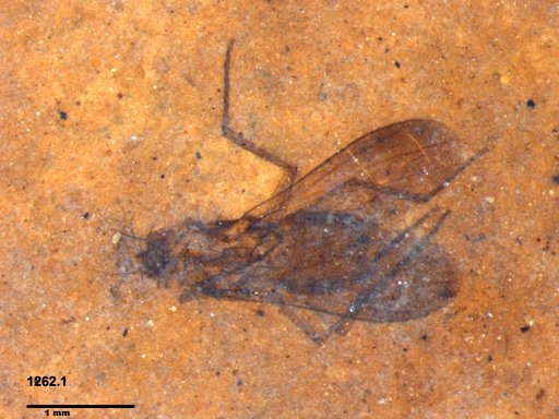 Diptera