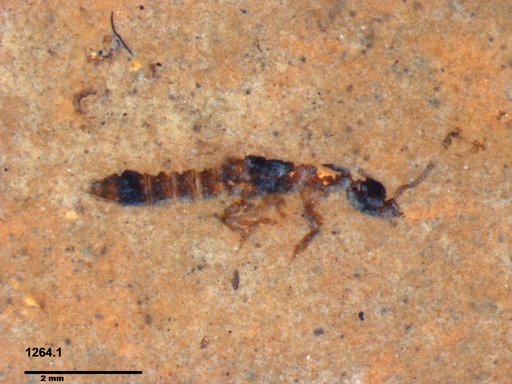 Genus sp