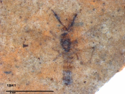 Chaoboridae