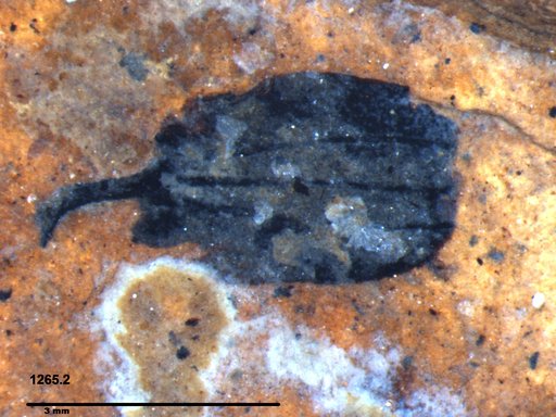 Tracheophyta