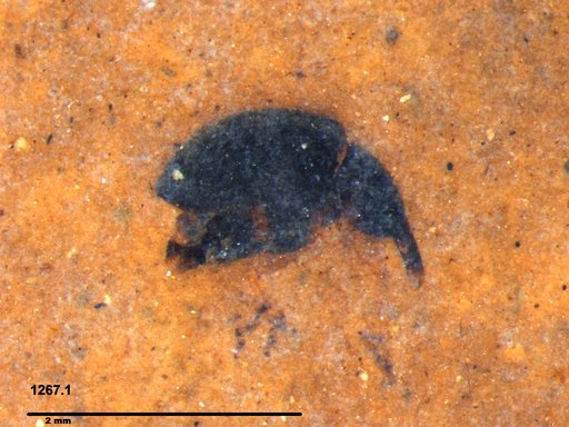 Genus sp