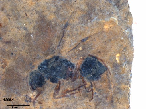 Formicidae
