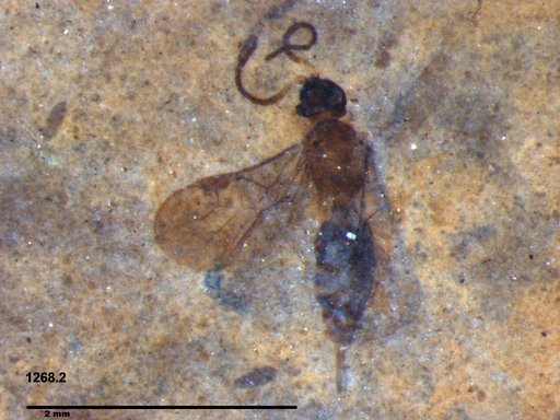 Braconidae