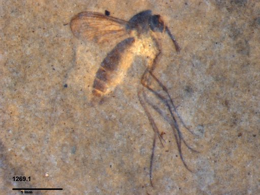 Mycetophilidae
