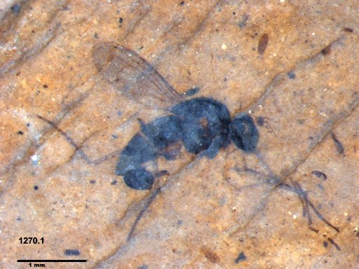 Genus sp.