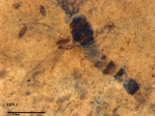Chaoboridae