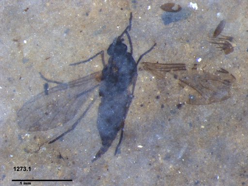 Sciaridae