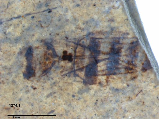 Corixidae
