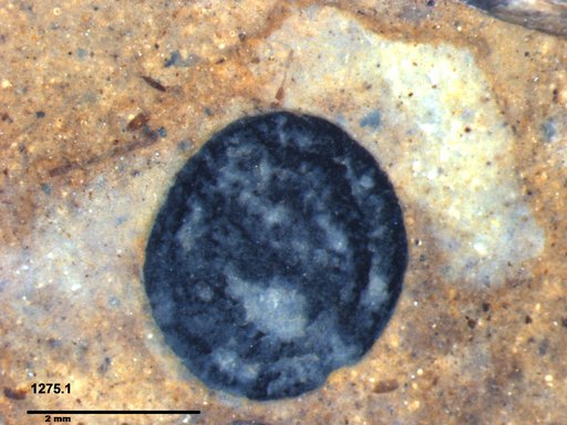 Tracheophyta