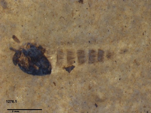 Diptera