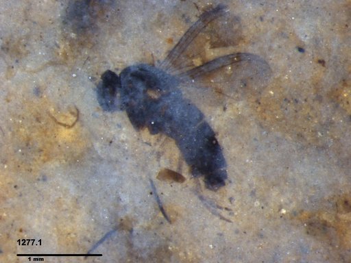 Diptera