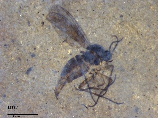 Sciaridae