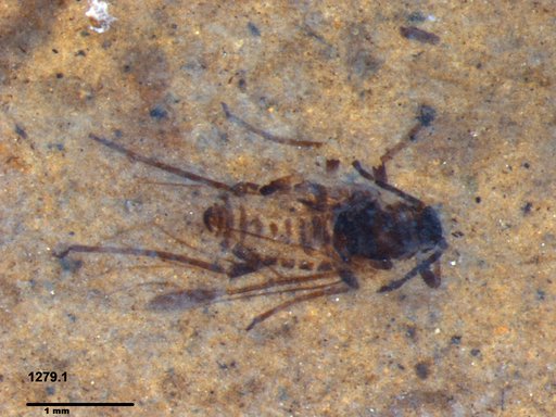 Aphididae