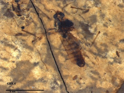 Diptera
