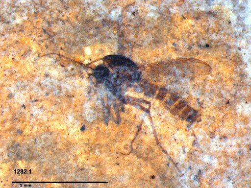 Diptera