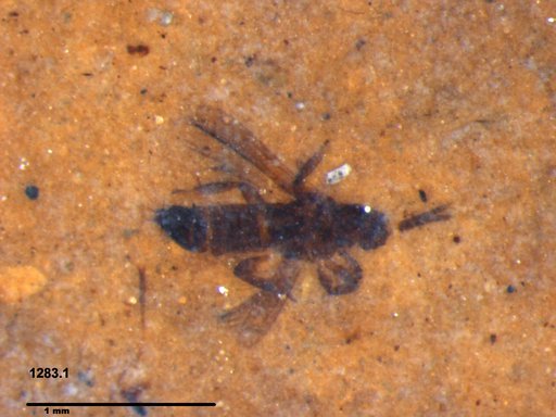 Genus sp