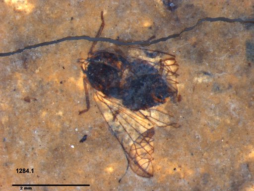 Genus sp