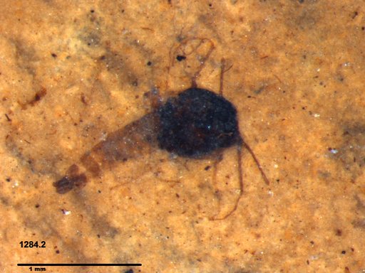 Diptera